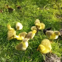 جوجه غاز چن روزه تعداد۱۰عدد موجوده|حیوانات مزرعه|قائم‌شهر, |دیوار