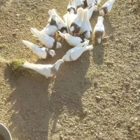 ۱۶عدد کبوتر طوقی