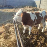 گاو شیری ،گوساله نر|حیوانات مزرعه|جوین, |دیوار