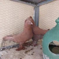 جفت مولد راعبی سرخ با جوجه  + جوجه رواعب سفید