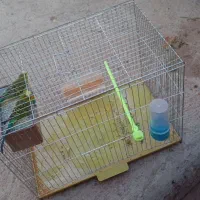 دو عدد مرغ عشق نرو ماده
