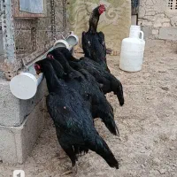 مرغ خروس اوشامو