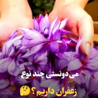 نمایندگی پخش زعفران شیراز