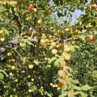 لواشک الوچه خانگی و ارگانیک|خوردنی و آشامیدنی|تهران, صاحب الزمان|دیوار