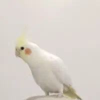 عروس هلندیم گم شده