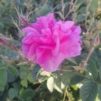 گل محمدی بسیار خوش عطر با کیفیت