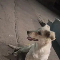 سگ پامر