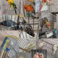 عروس هلندی . خورشیدی . گیرینچیک .کاسکو