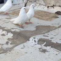با سلام نیازی به توضیح دادن نیس