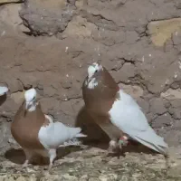 کبوتر طوقی زرد نروماده عروسک بشرط تخم و جوجه