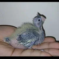 سالن پرورش عباسی|پرنده|شوشتر, |دیوار