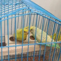 مرغ عشق رنگ خاص|پرنده|گلبهار, شهر جدید گلبهار|دیوار