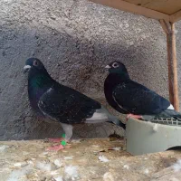 کبوتر