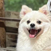 فروش سگ وارداتی پامر