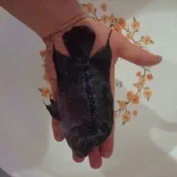 فلاور هورن ماده با سابقه تخم ریزی