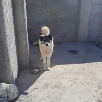 واگزار سگ|سگ|رودشت (اصفهان), |دیوار