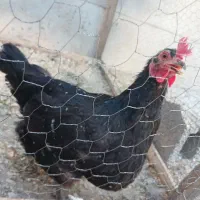 دوعدد مرغ و یک عدد خروس