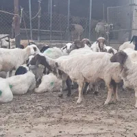 40 راس گوسفند