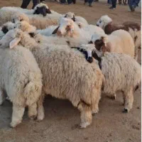 گوشت بره نرینه دام زنده تازه و پلاک سلامت