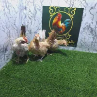نیمچه جاپنیز