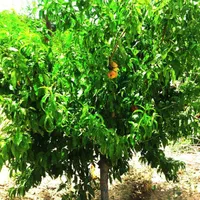 باغ میوه 498 متری با سند تک برگ نوده دوم شترخوار|فروش زمین و ملک کلنگی|رباط‌کریم, نوده|دیوار