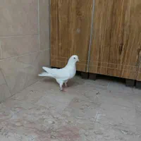 ی جفت نرماد و ی نر تک پرشی|پرنده|اصفهان, دهنو|دیوار