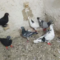 هفتاکفتر موشی جوانه هنوز از طاب در نیومده