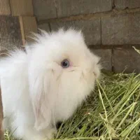 خرگوش لوپ|موش و خرگوش|رشت, رشتیان|دیوار