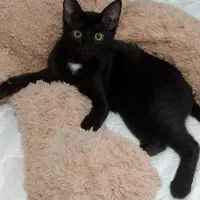 واگذاری گربه سیاه خوشگل