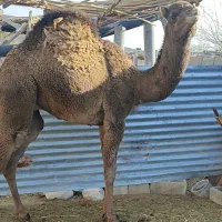 جروک 2ساله چاق