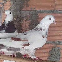 فروش کبوتر|پرنده|ساری, |دیوار