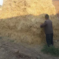 یونجه|لوازم جانبی حیوانات|خوی, |دیوار