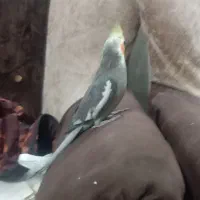 عروس هلندی|پرنده|گنبد کاووس, |دیوار