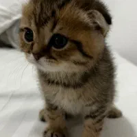 بچه گربه|گربه|همدان, |دیوار