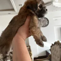 فروش توله‌سگ فقط به افراد مسئول و عاشق حیوانات|سگ|مشگین شهر, |دیوار