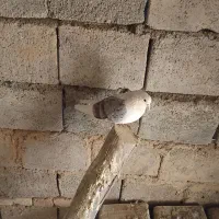 یک جفت کفتر  جنس خوب دوکت