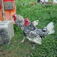 سیبرایت سیلور