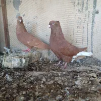 کبوتر اشعل سرخ