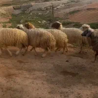 گوسفند داشتی هم کشتی