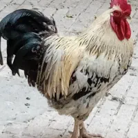 حیوانات مزرعه خروس پر هما