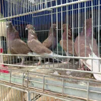 طوطی کبوتر و مرغ و خروس قربانی|پرنده|کرج, شهرک رضوانیه|دیوار