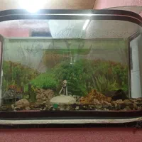 اکواریوم ماهی|ماهی|شریف‌آباد, |دیوار