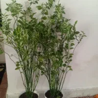 گل پدیلانتوس