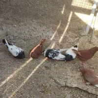 کبوتر رنگی سرخ نوک سفید سینه ای و. آبادانی و پلاکی