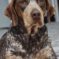 سگ پویینتر نژاد انگلیسی