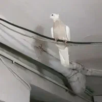 3تا کبوتر