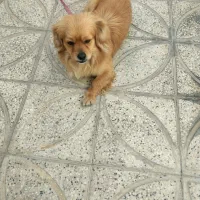 واگذاری سگ اشپیتز