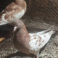 کفتر
