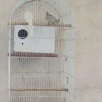 عروس هلندی مولد با قفس و وسایل
