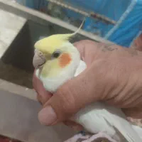 تعدادی عروس هلندی  همشو یکجا میفروشم